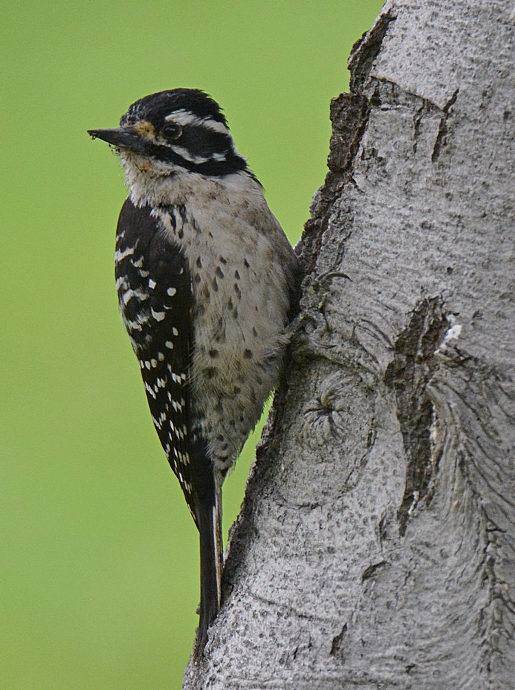 Woodpecker.jpg