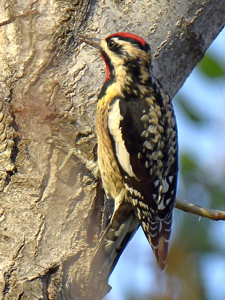 Woodpecker.jpg