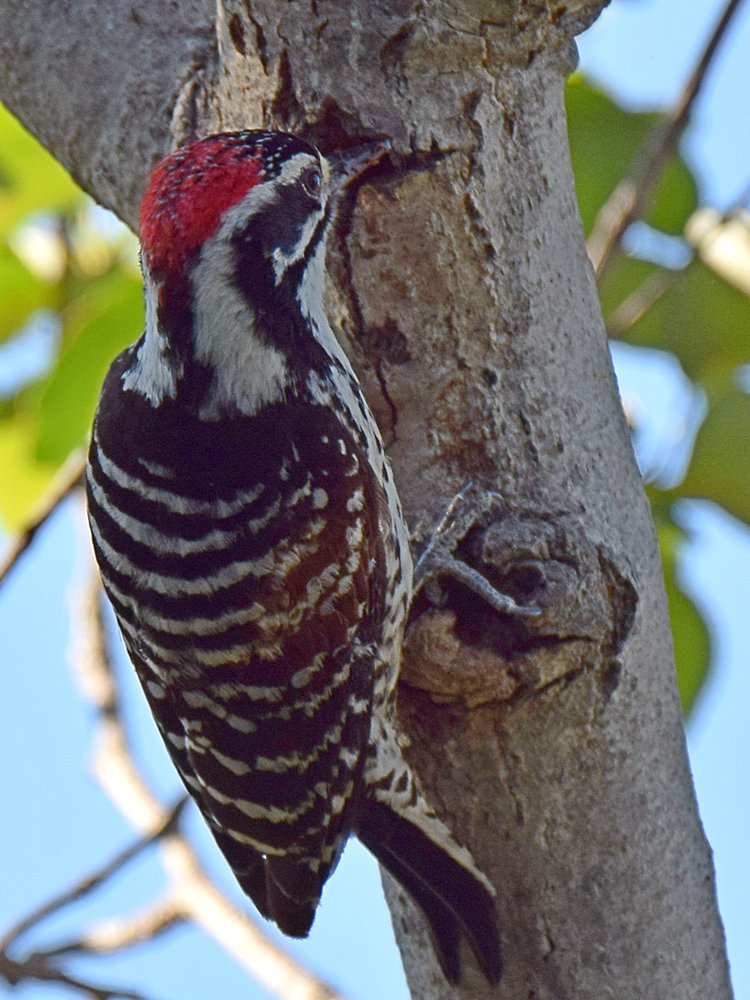 Woodpecker.jpg