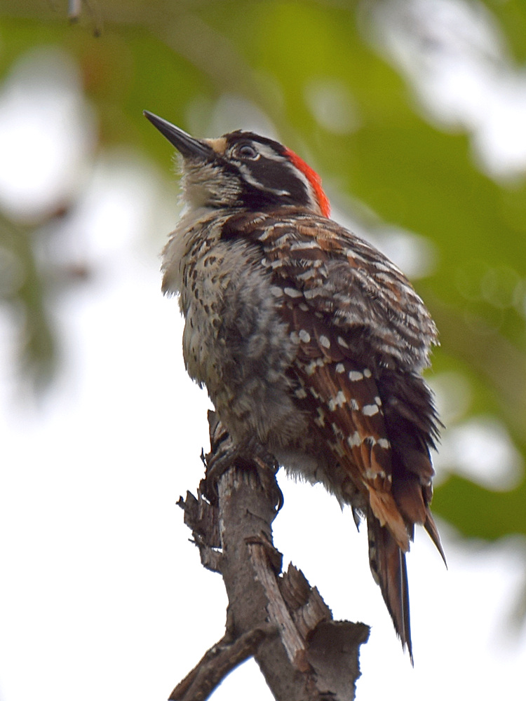 Woodpecker.jpg