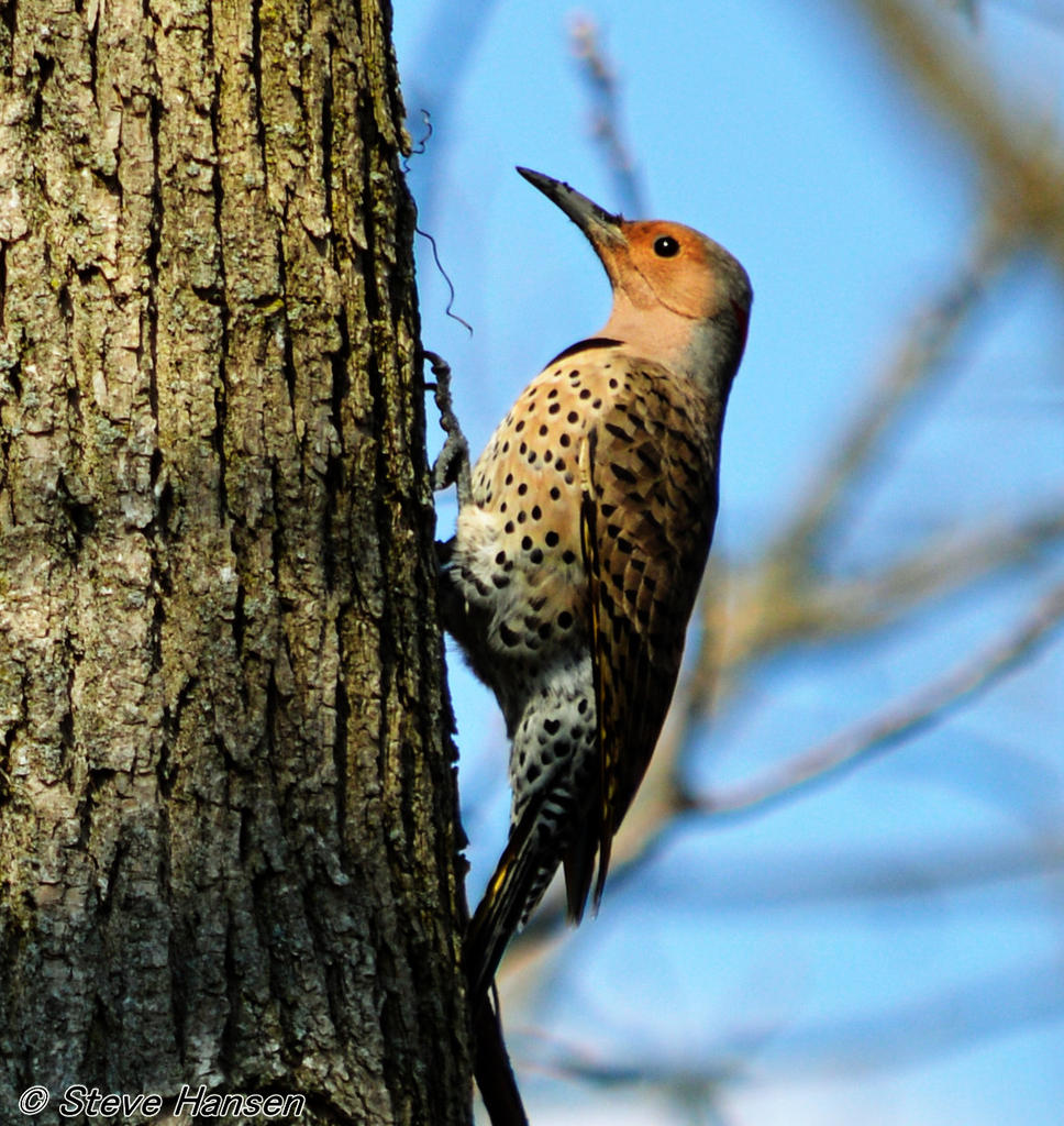 woodpecker.jpg