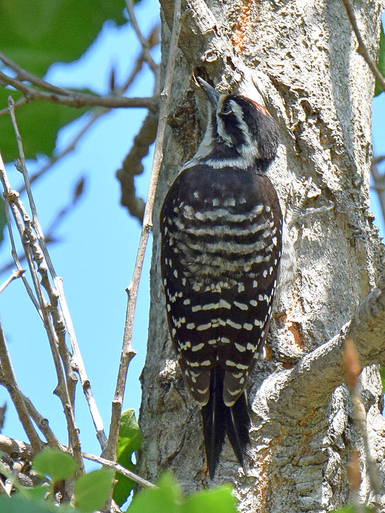 Woodpecker.jpg