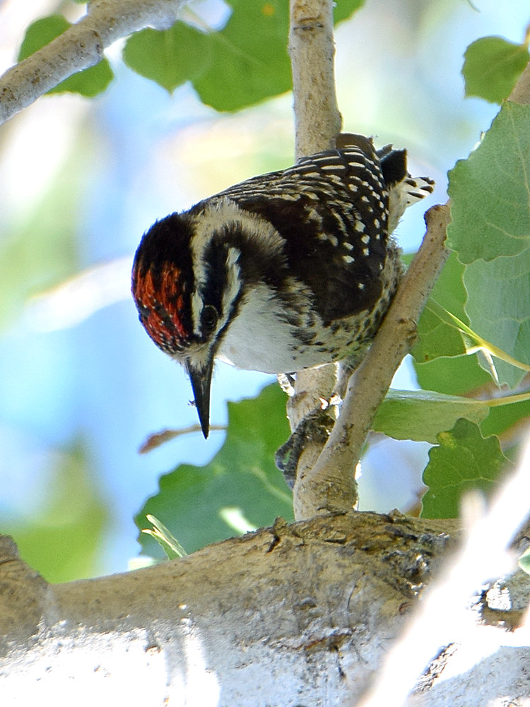 Woodpecker.jpg