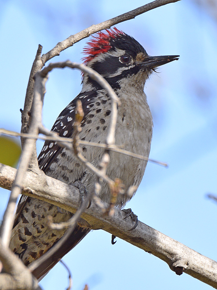 Woodpecker.jpg