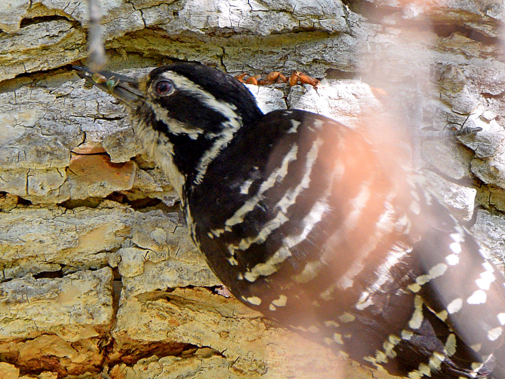 Woodpecker.jpg