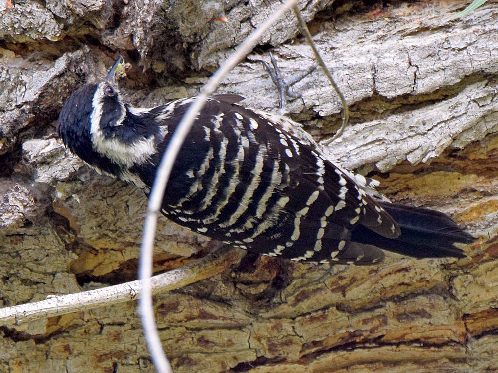 Woodpecker.jpg