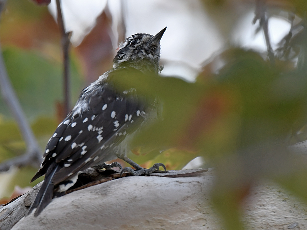 Woodpecker.jpg