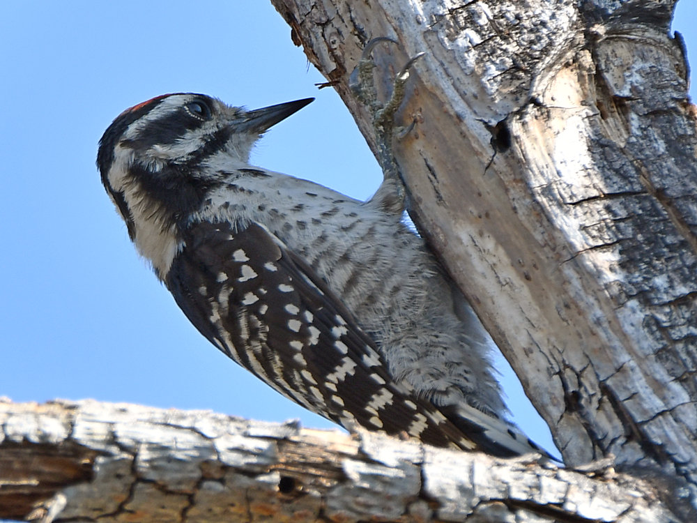 Woodpecker.jpg