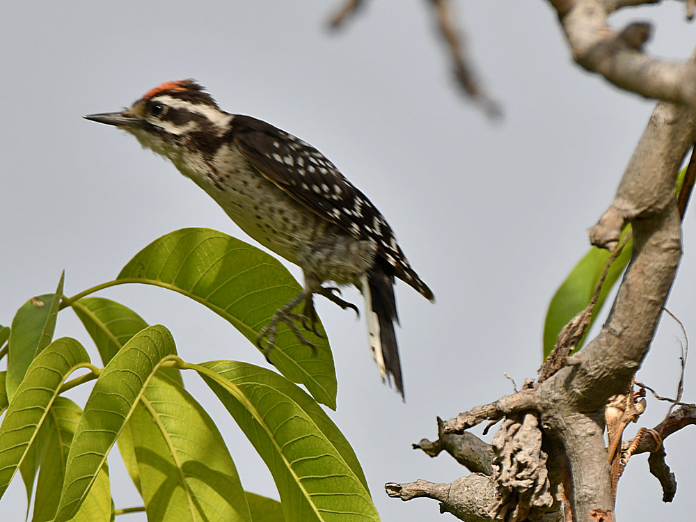 Woodpecker.jpg
