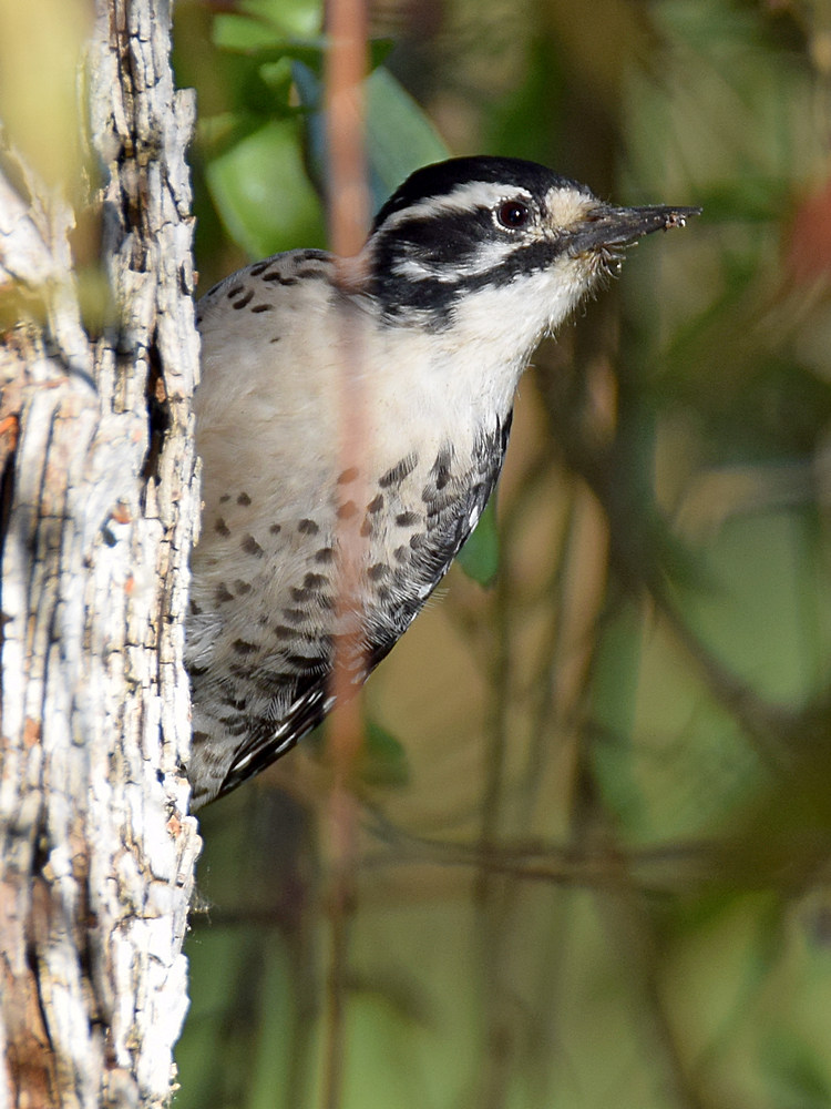 Woodpecker.jpg