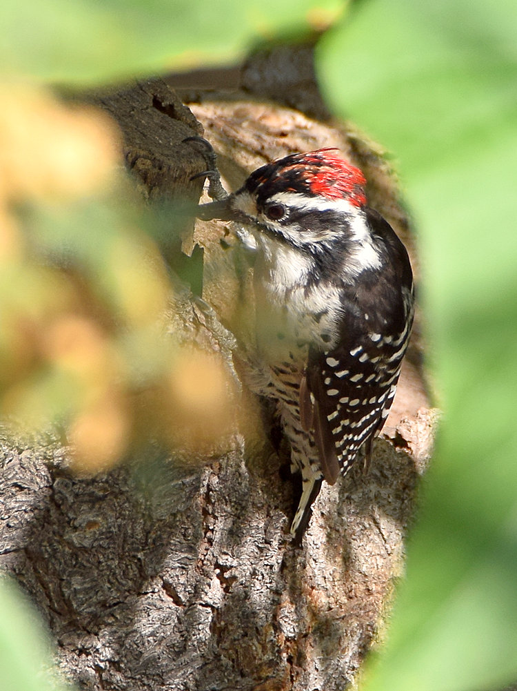 Woodpecker.jpg