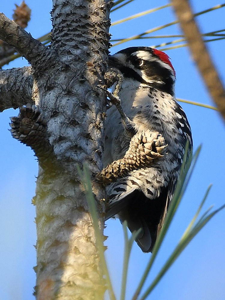 Woodpecker.jpg