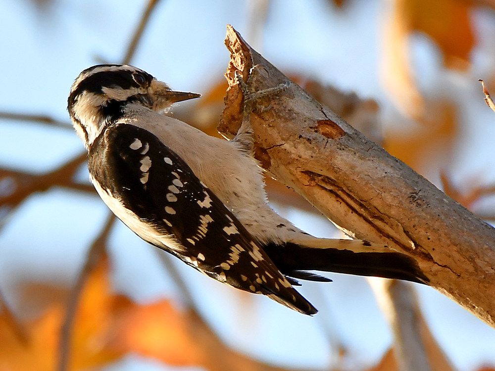 Woodpecker.jpg