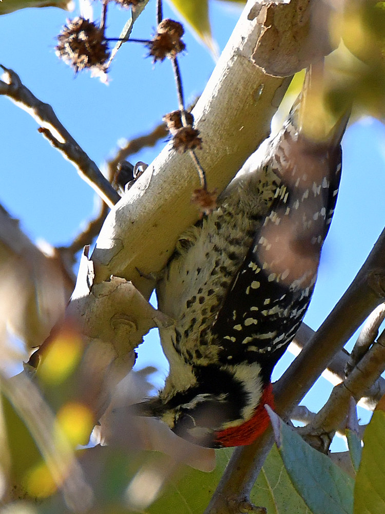 Woodpecker.jpg