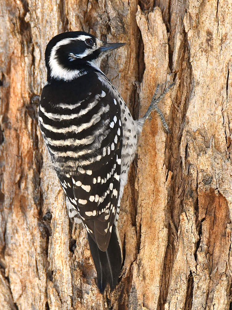 Woodpecker.jpg