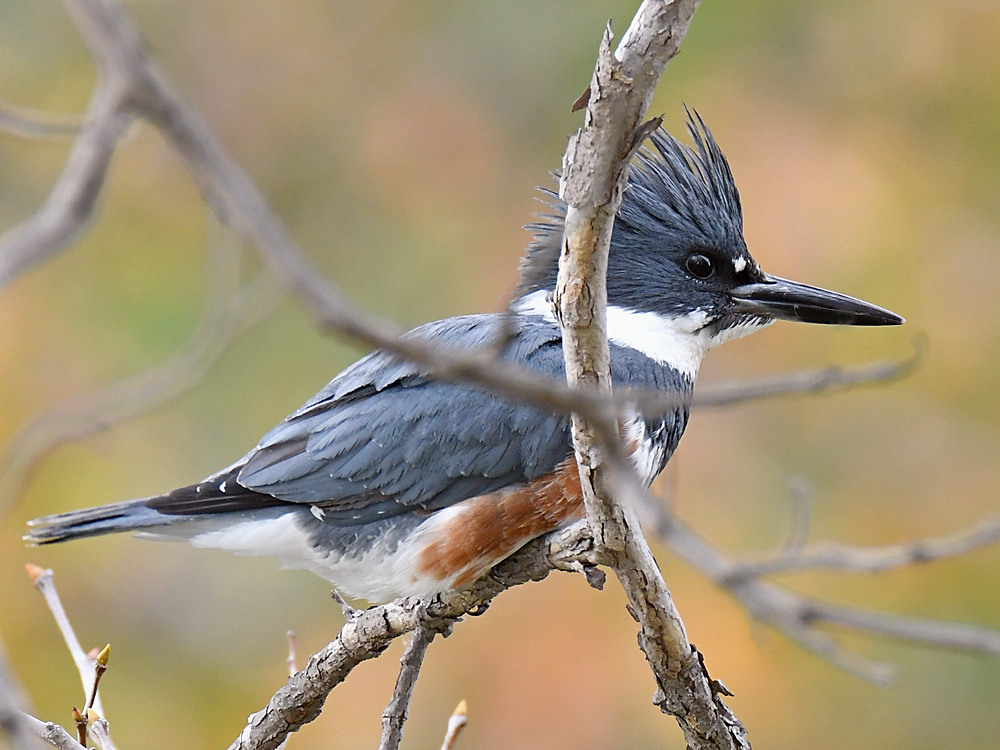 Woodpecker.jpg