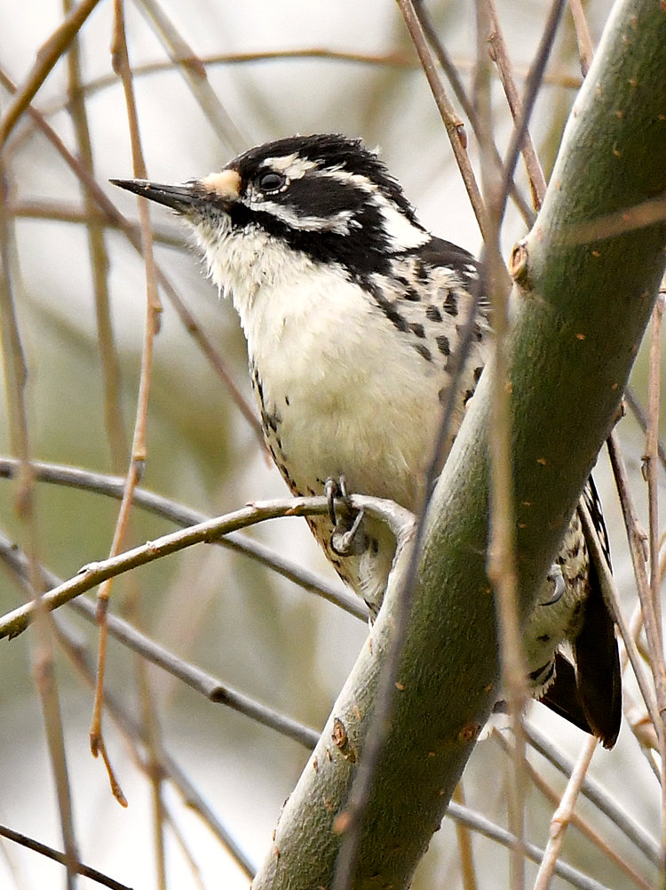 Woodpecker.jpg