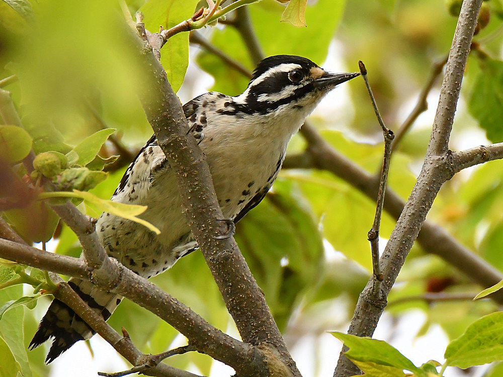 Woodpecker.jpg