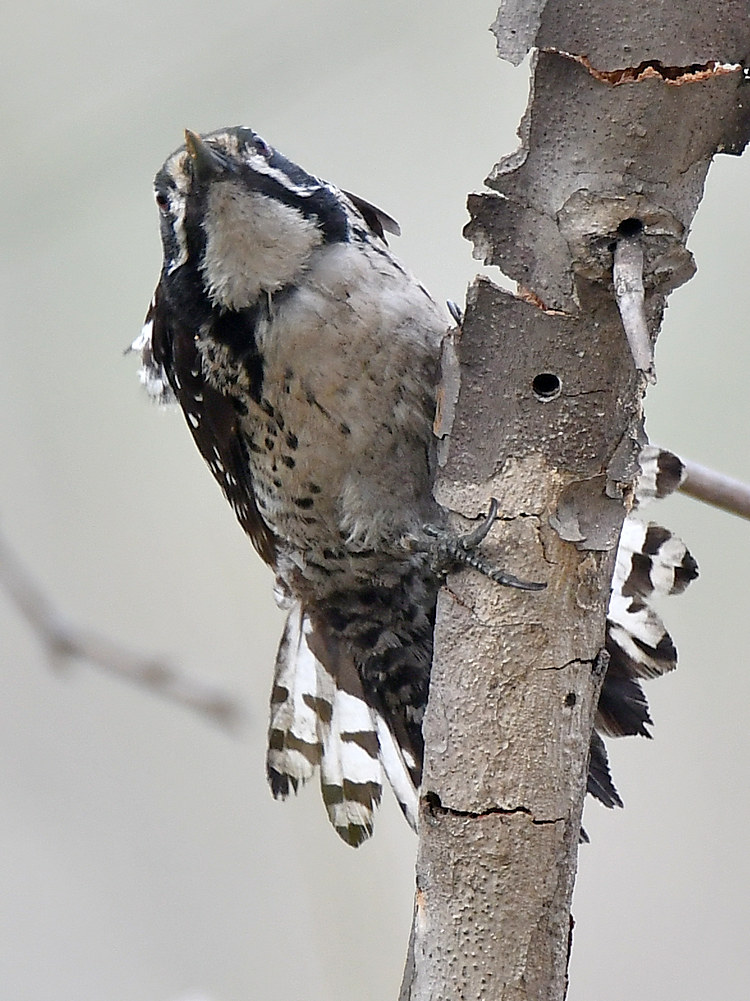 Woodpecker.jpg