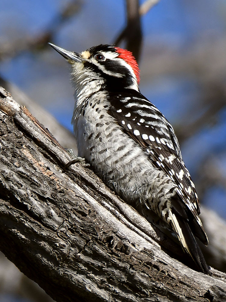 Woodpecker.jpg