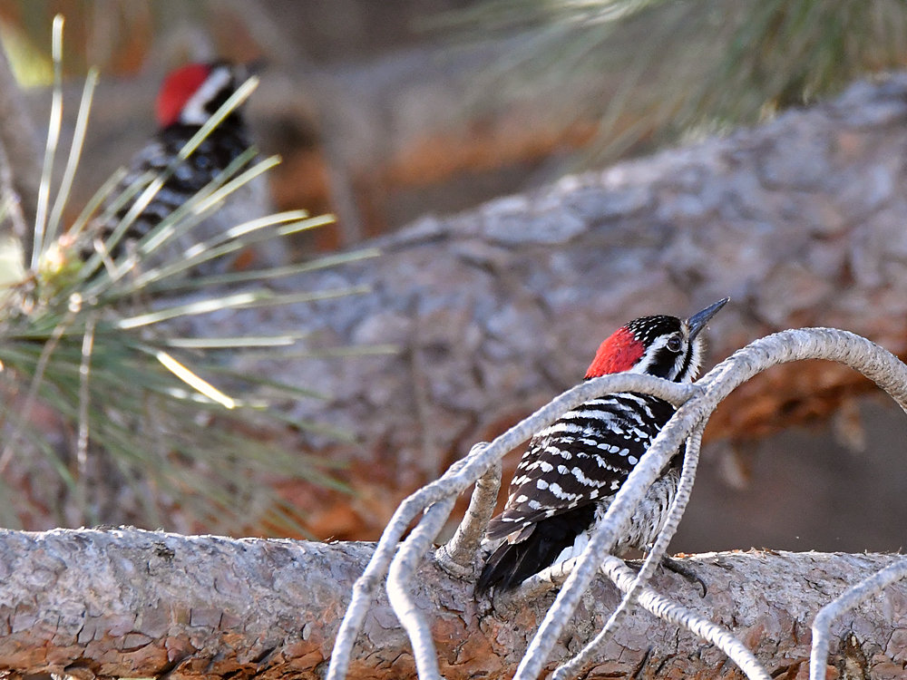 Woodpecker.jpg