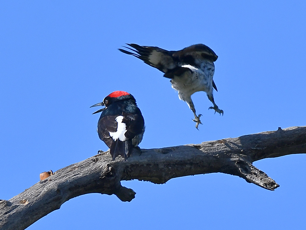 Woodpecker.jpg