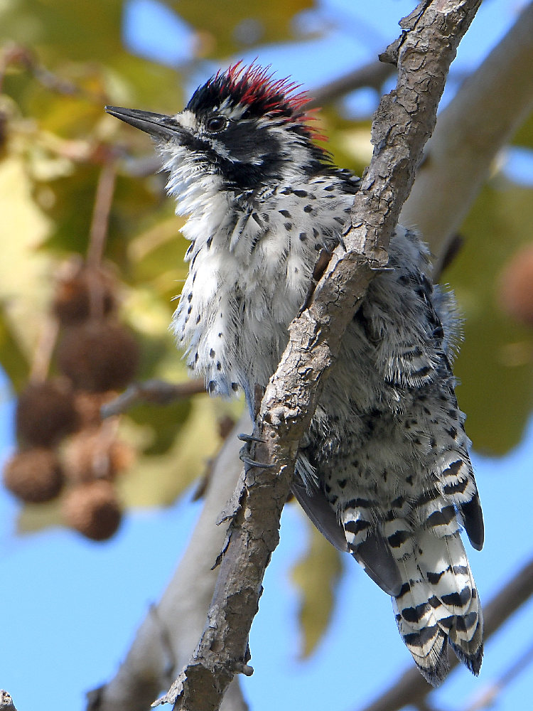 Woodpecker.jpg