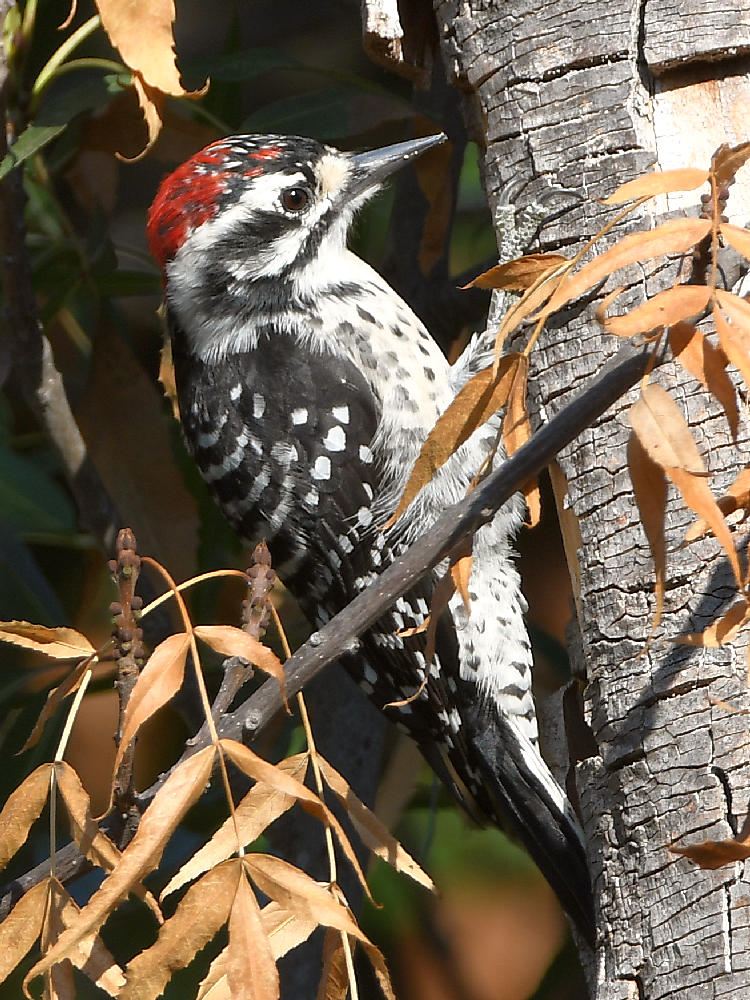 Woodpecker.jpg