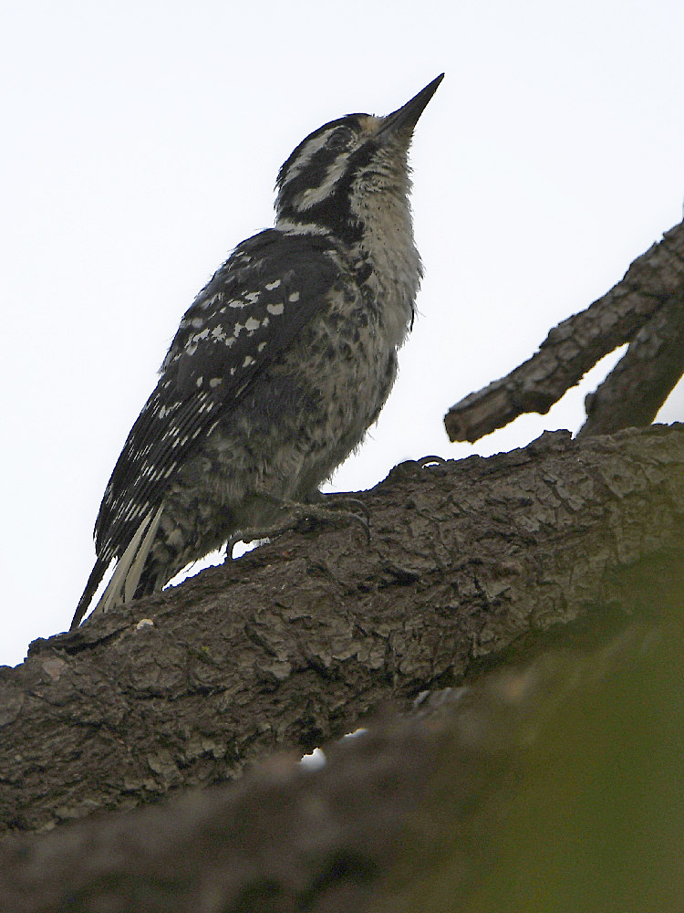 Woodpecker.jpg
