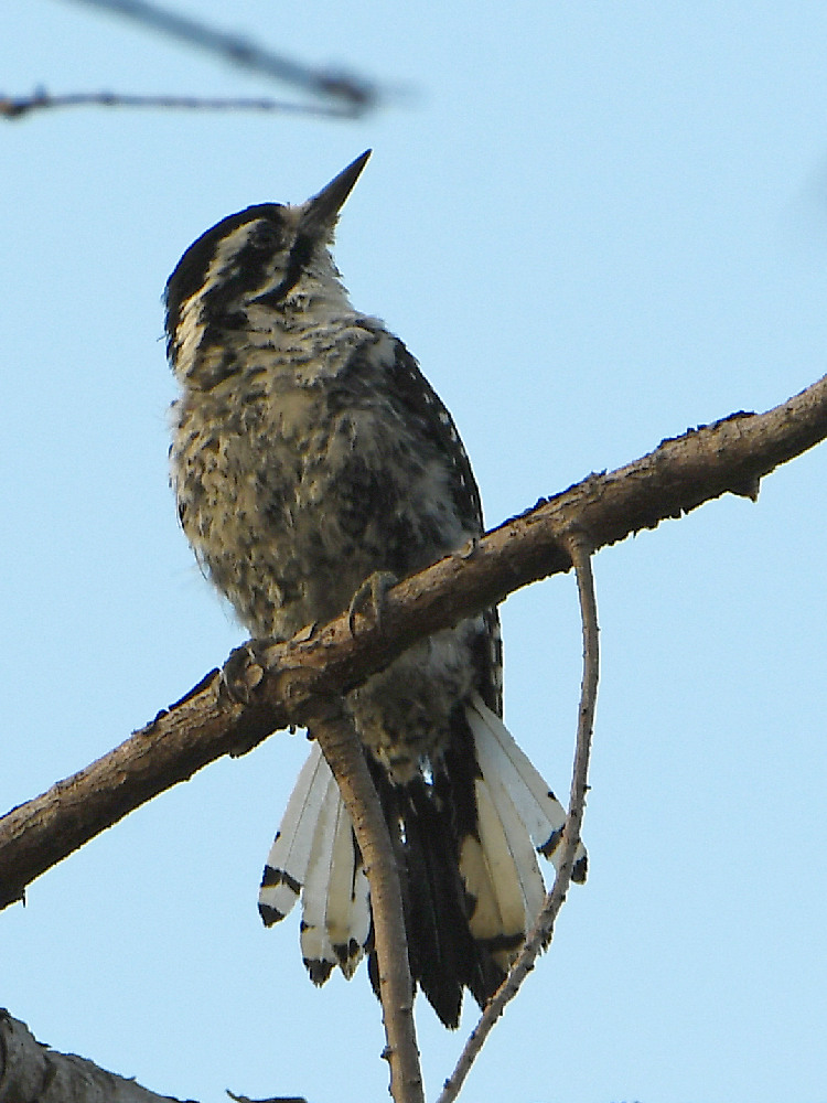 Woodpecker.jpg