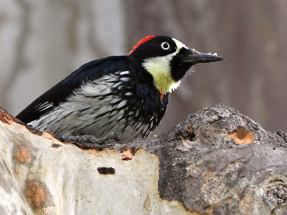Woodpecker.jpg