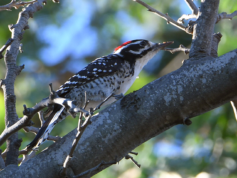 Woodpecker.jpg
