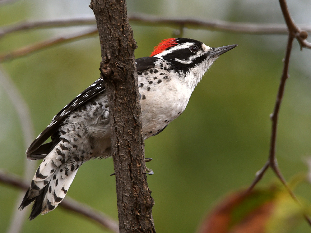 Woodpecker.jpg