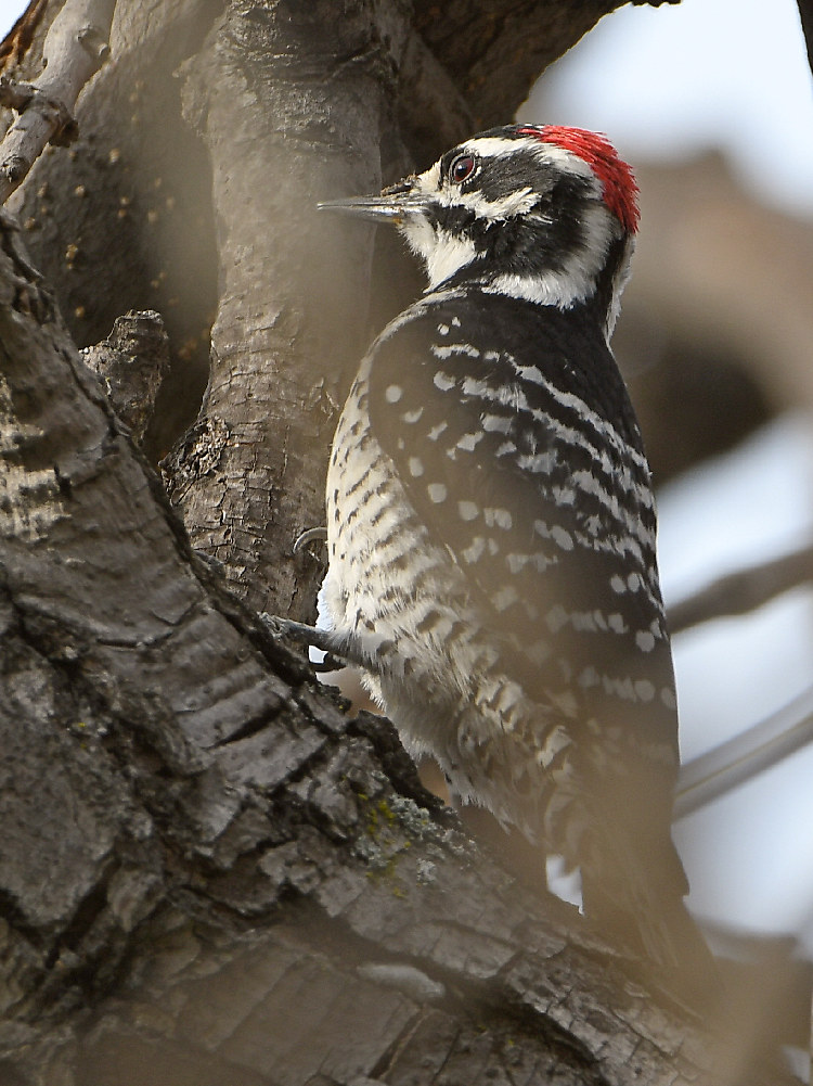 Woodpecker.jpg