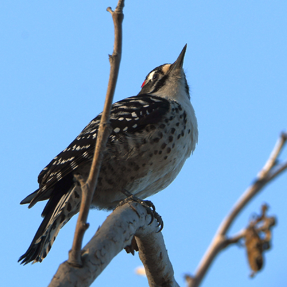 Woodpecker.jpg