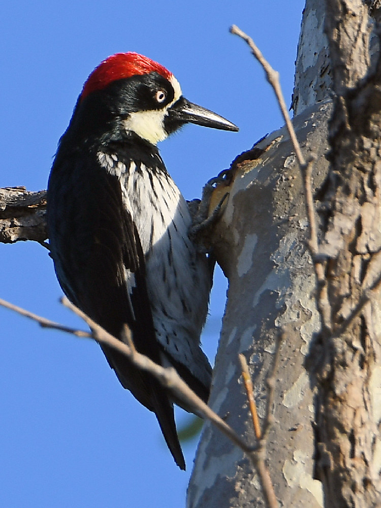 Woodpecker.jpg