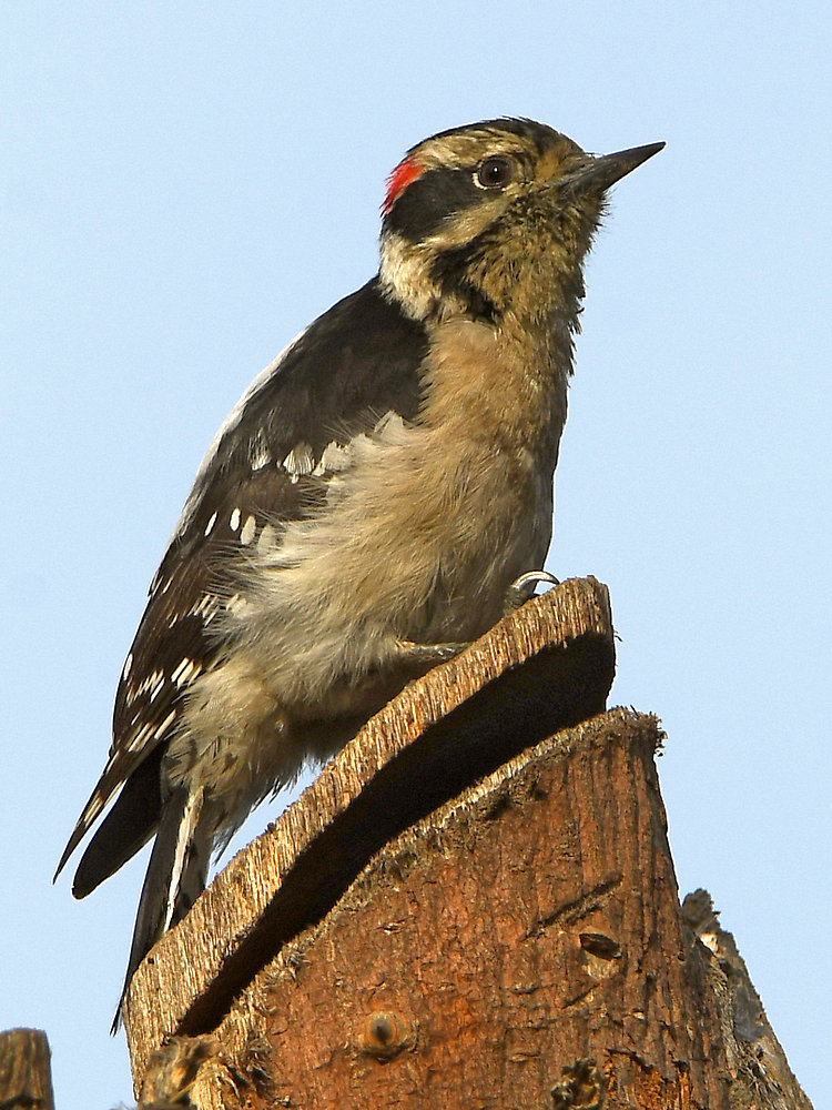 Woodpecker.jpg