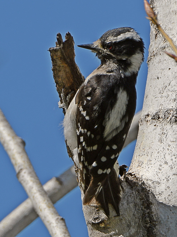 Woodpecker.jpg