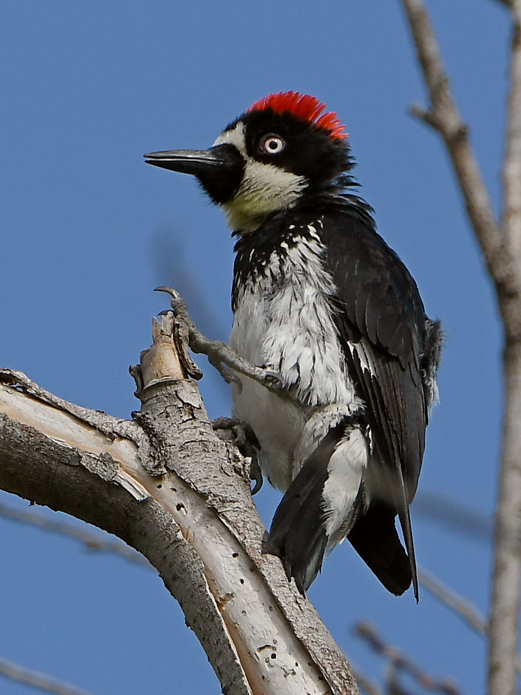 Woodpecker.jpg