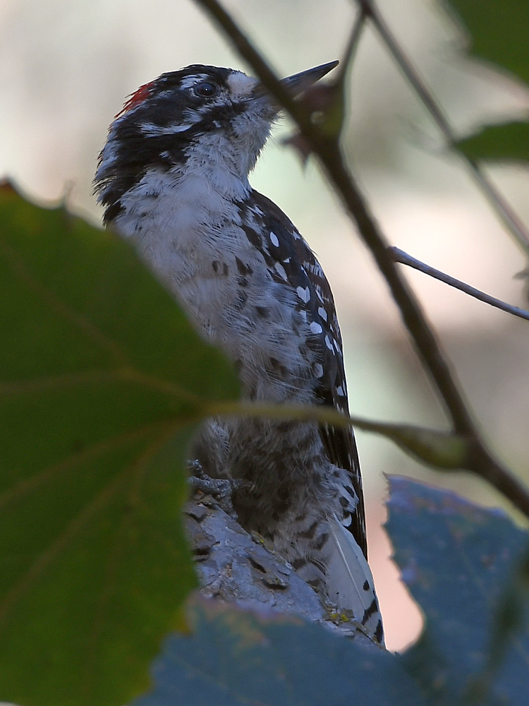 Woodpecker.jpg