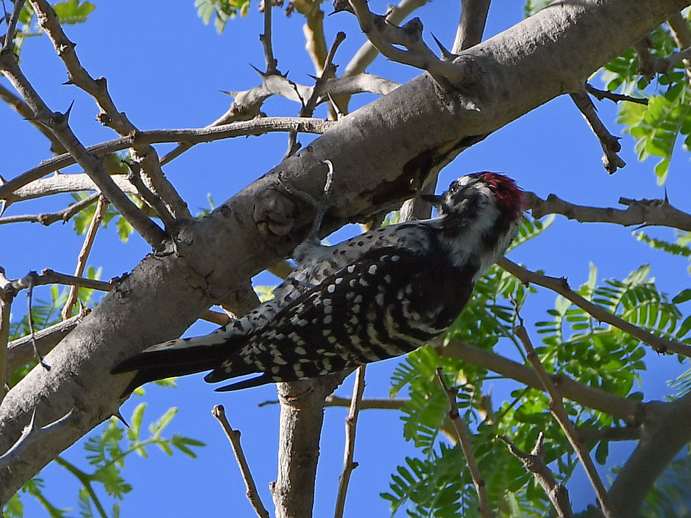 Woodpecker.jpg