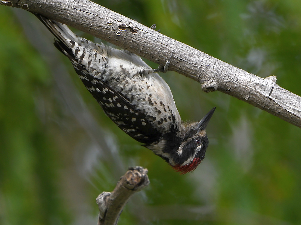 Woodpecker.jpg