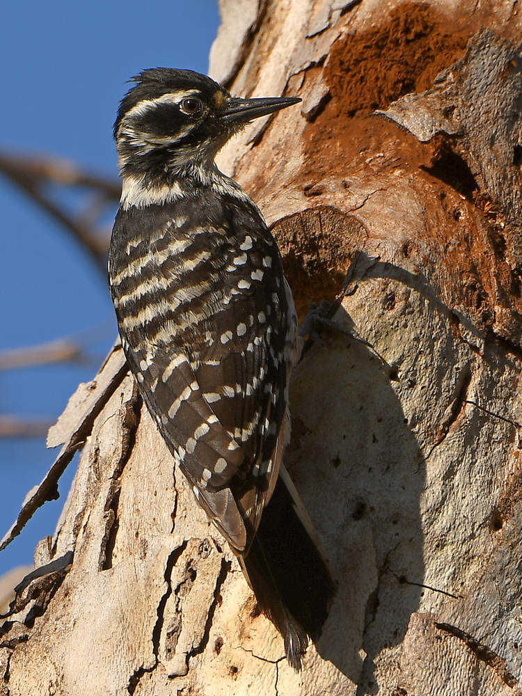 Woodpecker.jpg