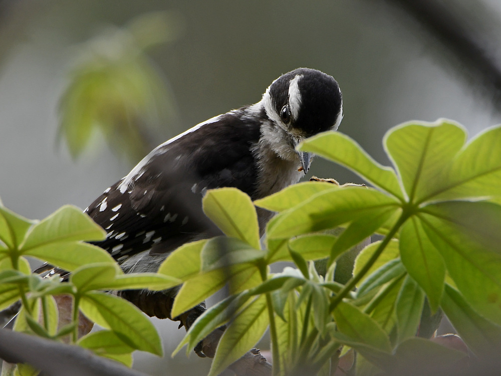 Woodpecker.jpg
