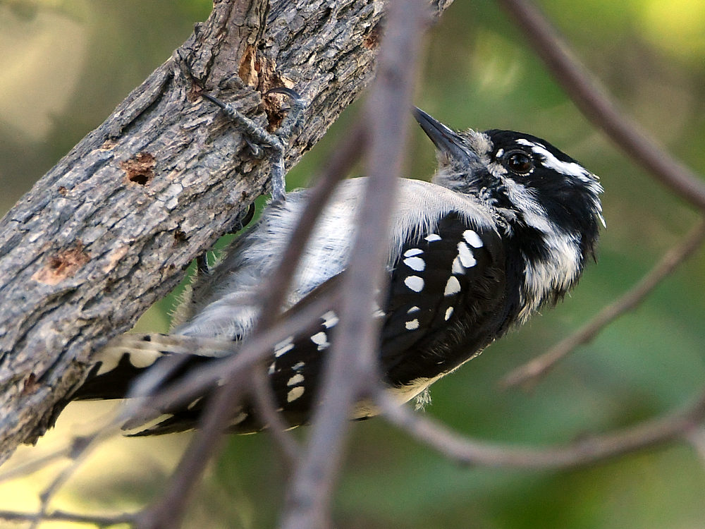 Woodpecker.jpg
