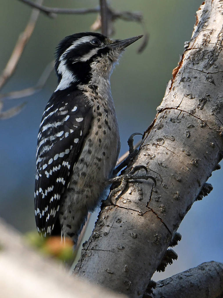 Woodpecker.jpg