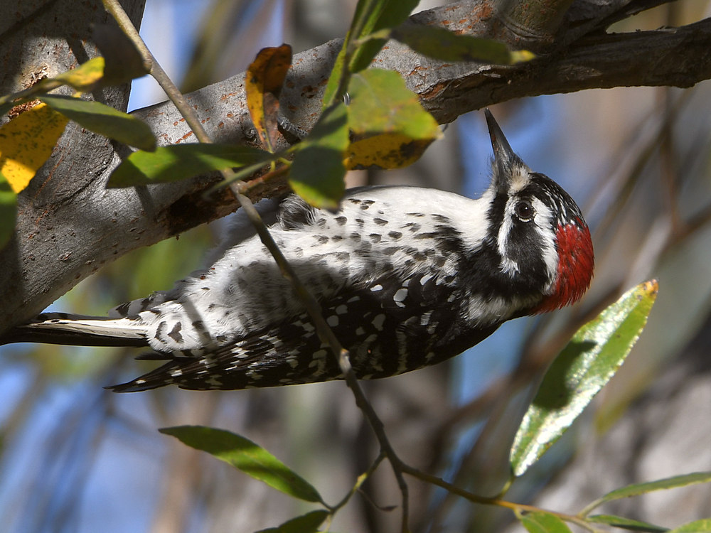 Woodpecker.jpg