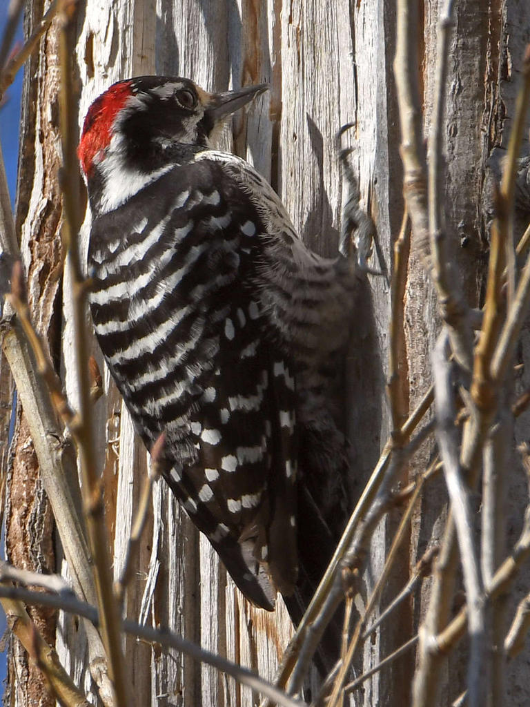 Woodpecker.jpg