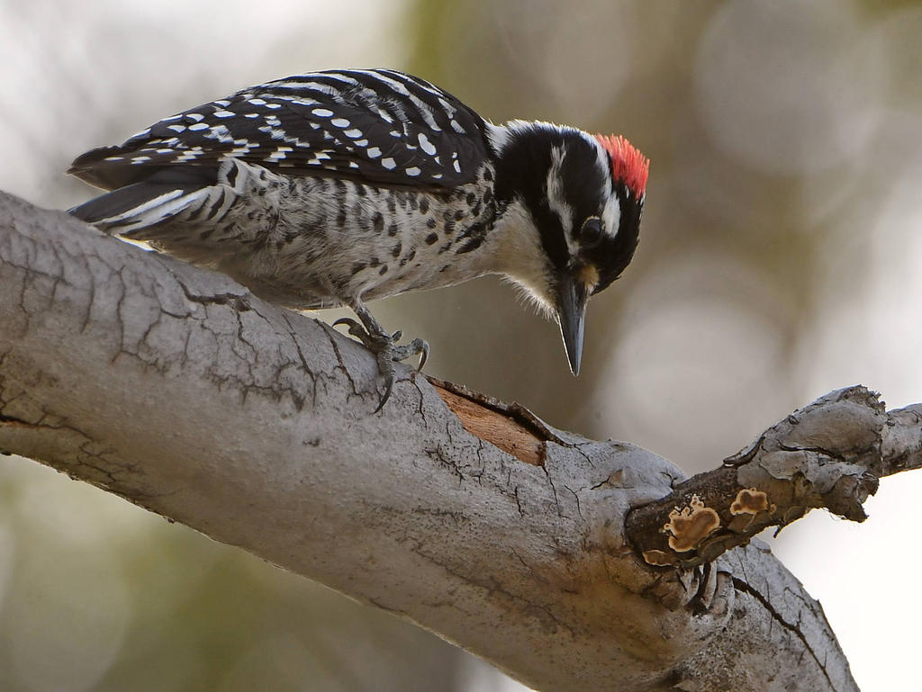 Woodpecker.jpg