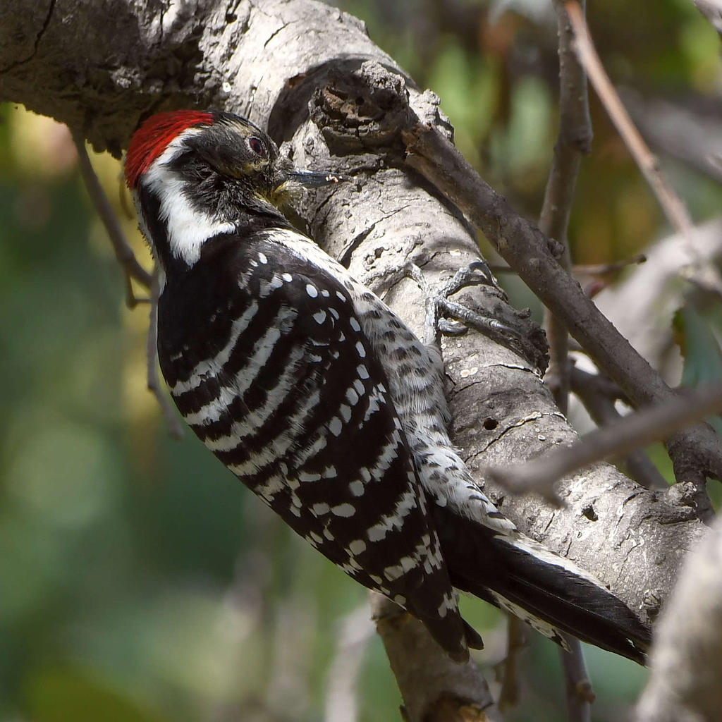 Woodpecker.jpg